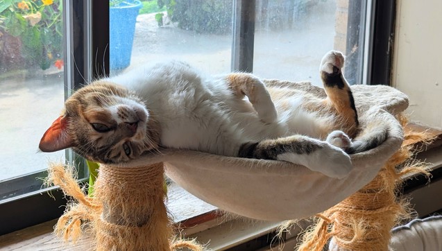 Calico cat lying on her back in her hammock with legs in the air, and head upside down looking very chill.