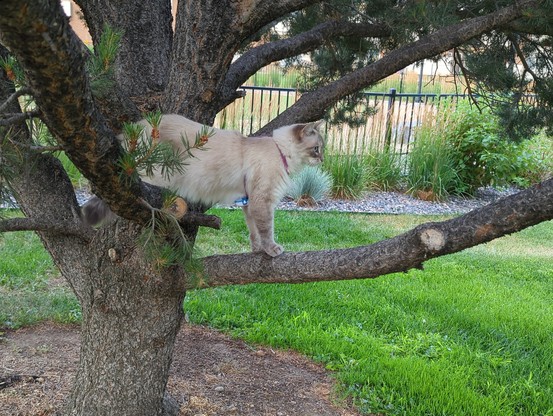 A cat in a tree. The cat is named Donut, and she is very beautiful.