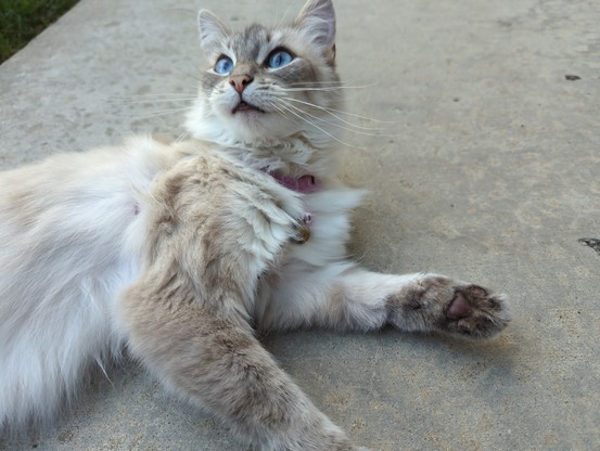 The upper body of a cat, looking in the rough direction of the camera. The cat is named Donut, and she has white fur, beautiful blue eyes, and cute grey toebeans.