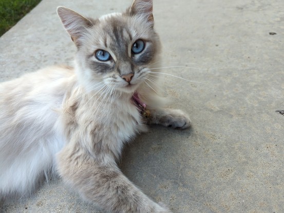 A cat looking at the camera with beautiful blue eyes. She is named Donut.