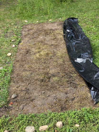 The weeks later, the plastic rolled back to show that the weeds are pretty much gone, leaving a rectangle of bare earth.
