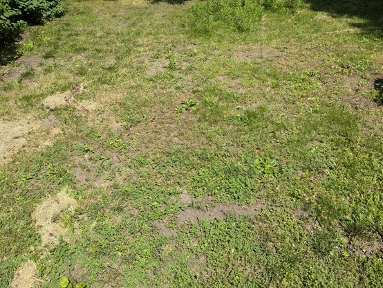 Plot of ground growing mostly weeds.