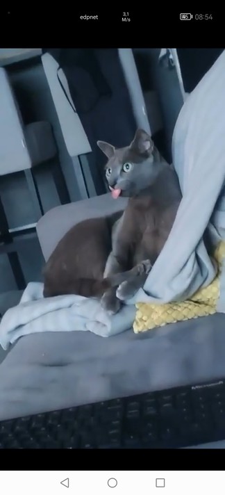A cat lying on a couch with its tongue sticking out in a funny way.