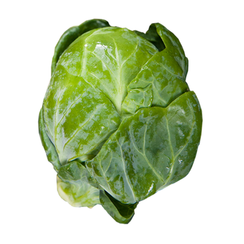 A sprout. The vegetable. Used as a logo for the Stream Sprout project.