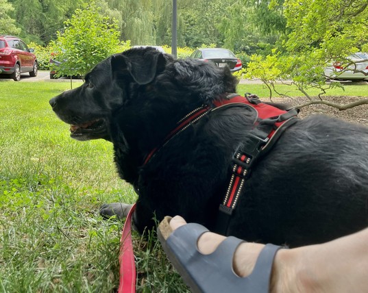 Profile of black retriever mix lying on grass with cars and trees in the background and a sandaled foot in the foreground.