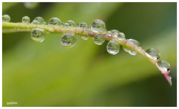 Water droplets cling to the stem of a leaf