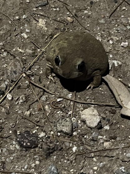 A small round toad with large black eyes