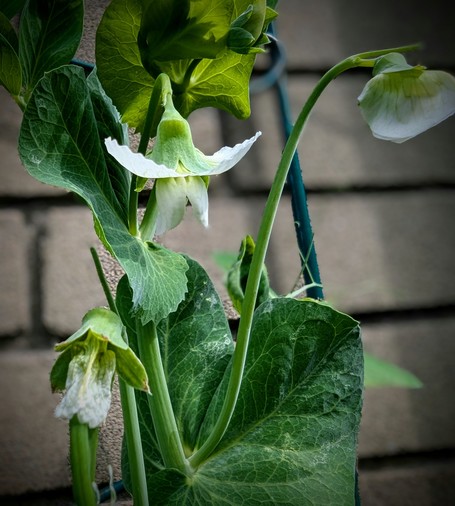A white pea blossom doing is best to imitate a ghost floating through the air. It only succeeds in looking extremely cute! A couple of out of focus pea blossoms are vignetted in the background.