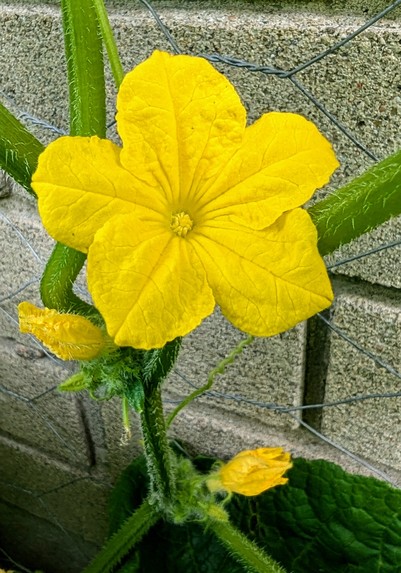 Fully open pickling cucumber blossom looking very much like a zucchini blossom but smaller and the petals aren't smooth. There are a couple of unopened blossoms lower on the vine in the background at the bottom of the image.