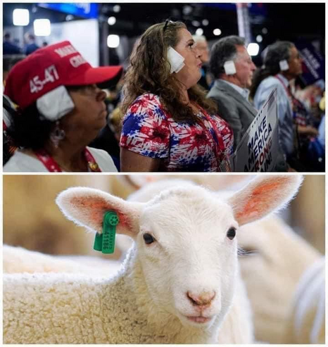 Two images in one picture. The top image shows multiple Trump supporters wearing a bandage on their ear like the one Trump has.

The bottom image shows a sheep with an ear tag.