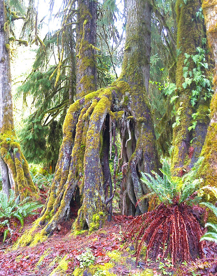 A moss-covered tree whose trunk is split into many branches.