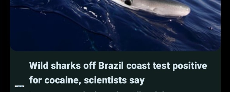 Wild sharks off Brazil coast test positive for cocaine, scientists say