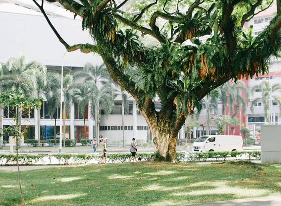 Huge tree with branches fanning outwards on green open space with buildings in the background. 