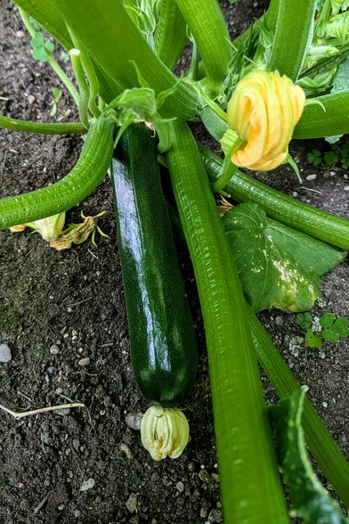 Nice ripe green zucchini attached to the base of the plant with the remnants of a blossom on the end. There is a partially opened blossom to the right of the zucchini.