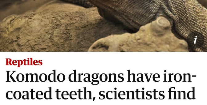 Komodo dragons have iron-coated teeth, scientists find