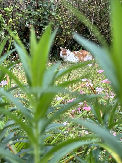 A ginger and white cat sits in a garden, seen through some unfocused leaves in the foreground. 