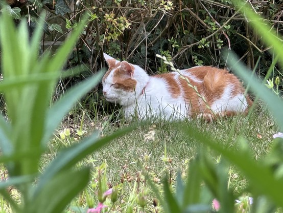 A ginger and white cat sits on the grass with his eyes closed. 