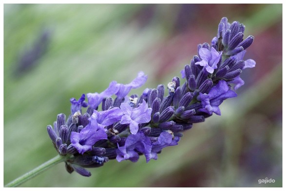 A lavender flower in a gentle breeze