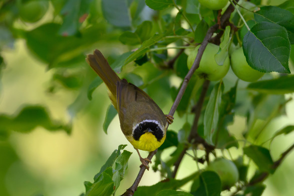 A head-on view of a Common yellowthroat on a tree branch showing off its black mask with white rim.