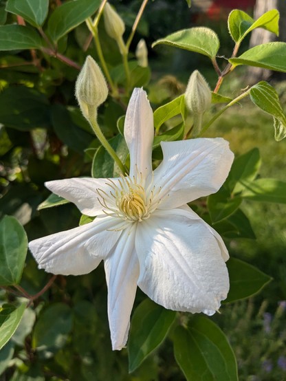 Close up of single white clematis against a background of foliage. At the top it is flanked by two clematis buds.