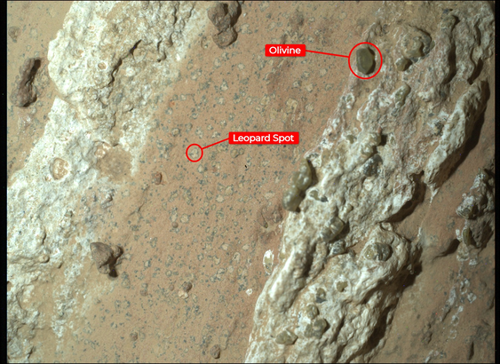 An annotated image of the “Cheyava Falls” rock indicates the markings akin to leopard spots, which have particularly captivated scientists, and the olivine in the rock. The image was captured by the WATSON instrument on NASA’s Perseverance Mars ... Credit: NASA/JPL-Caltech/MSSS