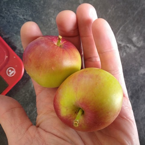 Two very small apples in the palm of my hand.