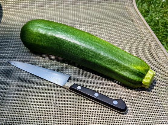 A zucchini the size of my forearm that I swear was not on the plant two hours ago. It's almost the size of my forearm! 

It was growing so that I could only see it end-on which is how I missed it earlier.