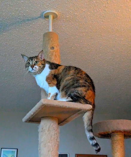 Calico cat sits on a tree platform near the ceiling.