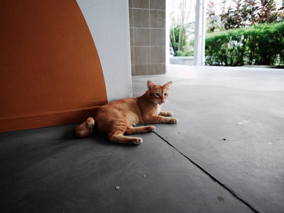 Orange tabby cat in front of wall with orange accent.. 