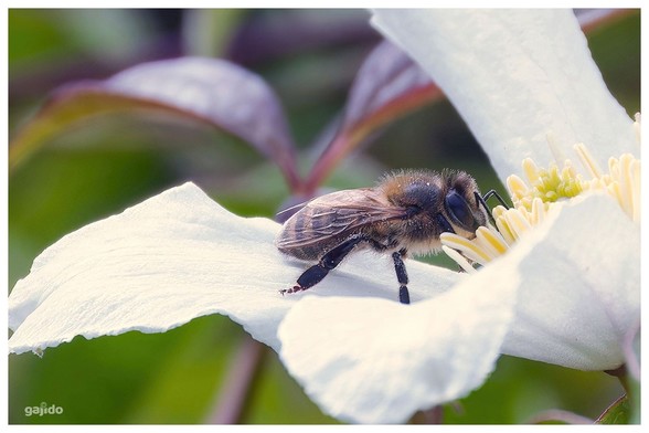 A bee feeding on a newly opened clematis flower