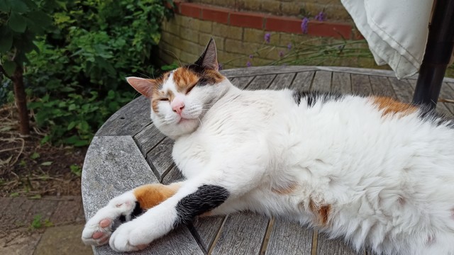 A Calico cat lying down on a garden table.