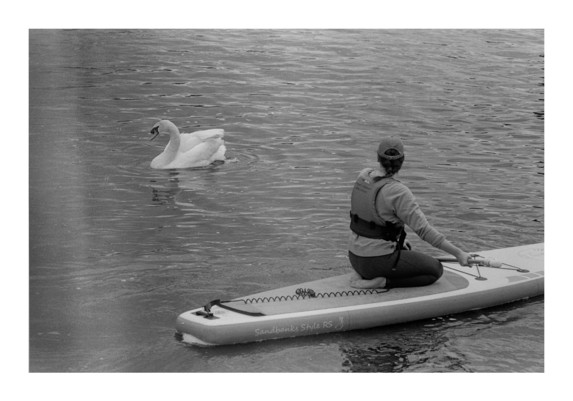 A black and white photograph. A woman kneeling on a paddleboard in the bottom right of the frame looks to her left at a swan swimming.