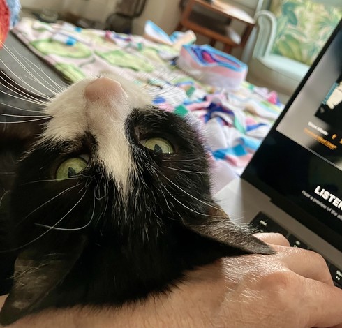 Black and white cat with head upside down lying against a person’s forearm, whose fingers are trying to type on a laptop.