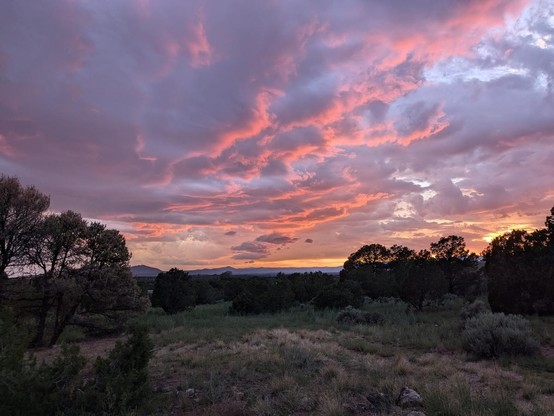 A sunset: pink and blue clouds with a foreground of piñon-juniper.