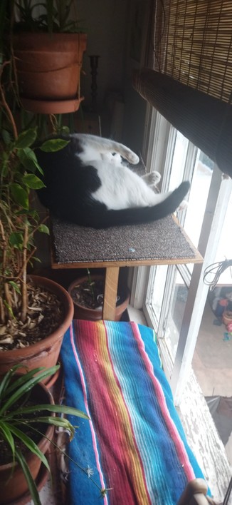 The cat Roy rolling around in catnip on  his new 2nd level window ledge