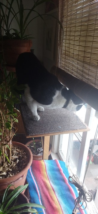 The cat Roy checking out his new taller window ledge. Peering out the window. Original is about 1/2 meter below.