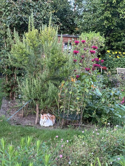 A ginger and white cat loafs contentedly on the earth at the base of a patch of bushes in a green garden, with some dark red and yellow flowers scattered around the frame. 