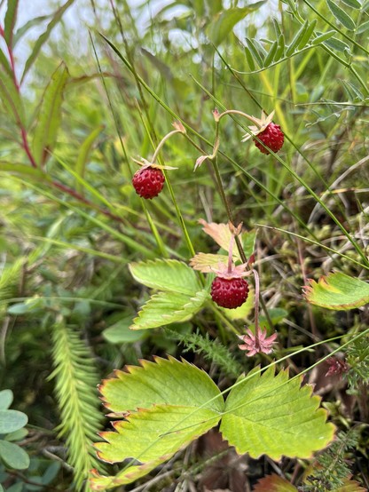 Strawberries growing in the wild