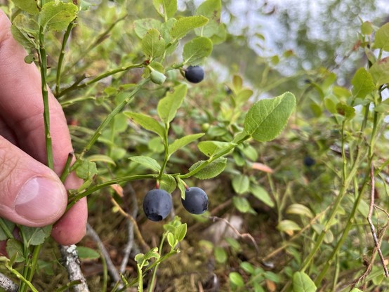 Blueberries growing in the wild. To the left my hand holding the branch they are growing on.