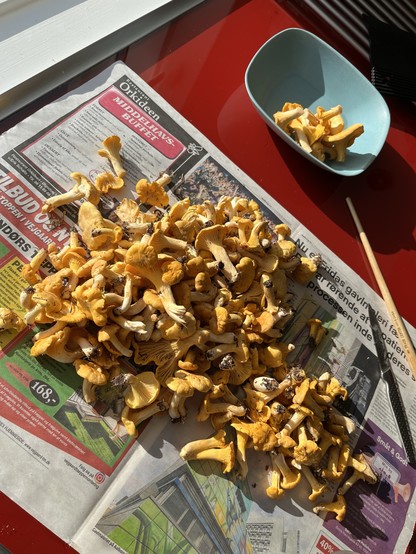 Harvested chantarelle mushrooms spread out on a newspaper on my kitchen counter.
