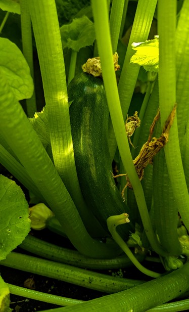 Predominantly green image of the base of a zucchini plant. In the middle of the image is a medium size zucchini with the blossom remnants attached. It is attempting to grow to an unwieldy size unobserved by growing vertically.