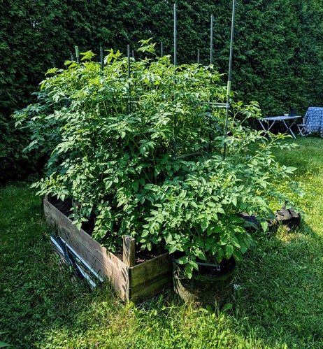 A large raised bed that is just exploding with tomato growth. These are volunteer plants from a friends garden and appear to be almost all cherry tomatoes.