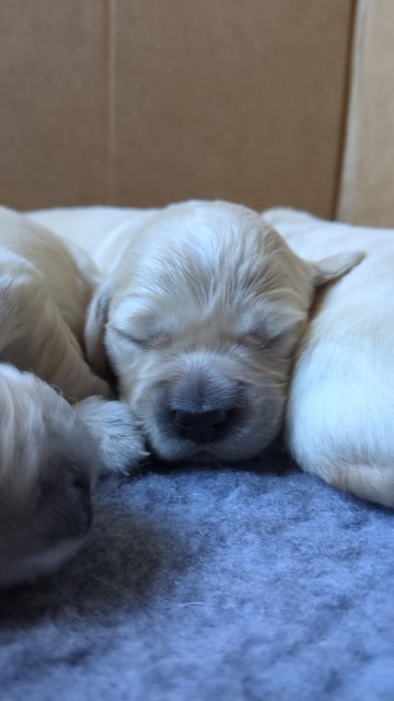 A close up head shot of a two week old Golden Retriever puppy, asleep amongst its siblings, lying on a blue rug.