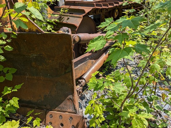 A D6 bulldozer slowing being reclamed by the forest.