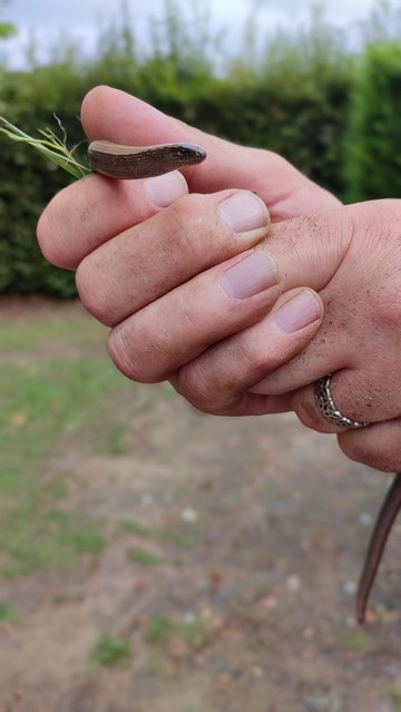 A pair of male hands hold a slow worm against a blurred backdrop of a leafy hedge. 