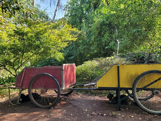 2, two-wheeled garden carts in a row in front of short trees, one red and one yellow. Each cart has a cat lying underneath. Tuxedo cat under front (red) cart, torbie with yellow collar under back cart