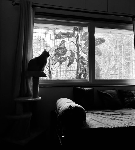 Black and white photo of a house cat on a perch staring out the window. 