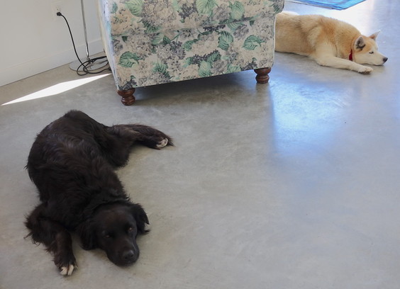 Two dogs (a black lab mix and a sled-dog mix) resting, but aware, on a cool floor.
