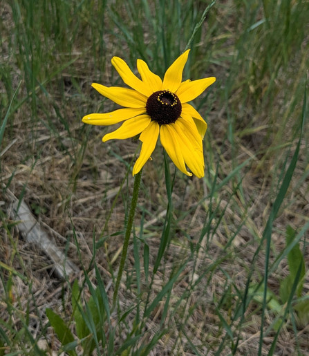 A daisy-type flower with yellow petals and a dark chocolate brown center, with a ring of yellow atop the brown