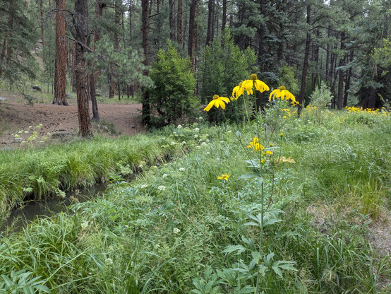 A quartet of yellow coneflowers (with petals drooping down toward the bottom of their long stems) in a lush green grassy area with a little creek running past